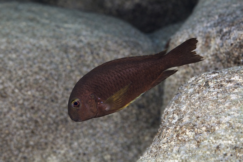 Tropheus sp. 'lukuga' Bulu Point